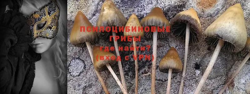 Псилоцибиновые грибы Cubensis  Алушта 